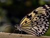 Idea Leuconoe